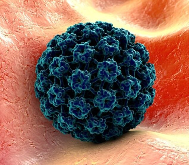 3D-modell av HPV som orsakar vårtor på händerna