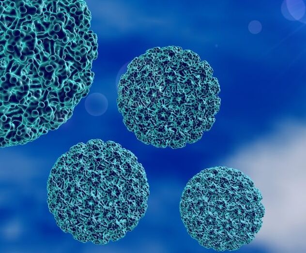 3D-modell av HPV som orsakar hälvårtor
